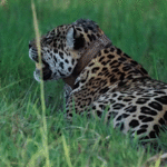 Filhote de Onça-Pintada do Pantanal é Vista com sua Mãe Surya